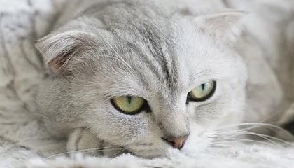 开yun官网-体育新闻中心参与制定青少年体育发展标准，关于青少年体育的文件